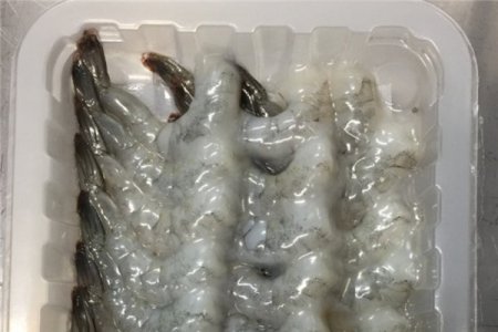 Raw shrimp in vacuum skin pack tray packing